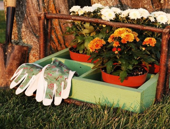 Garden Mums ready to plant with tools at the ready.
