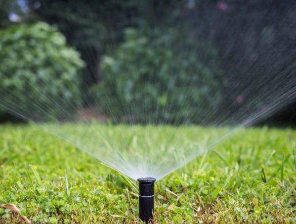 Sprinkler head watering the grass of a backyard