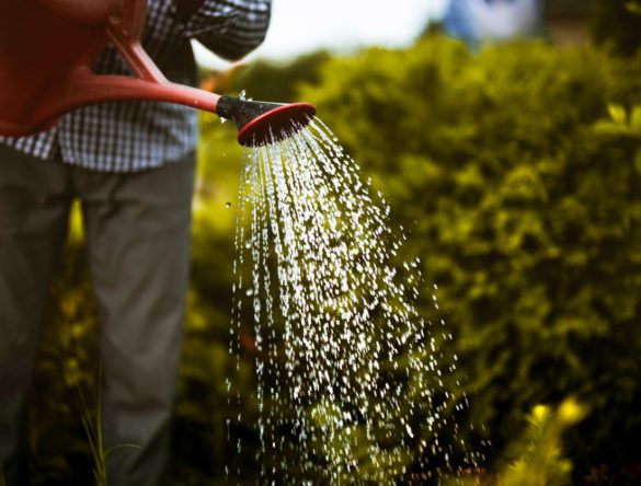 Person watering his garden