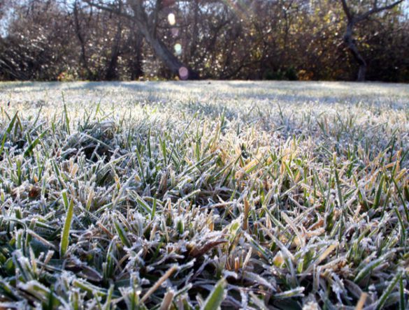 Frost on lawn grass