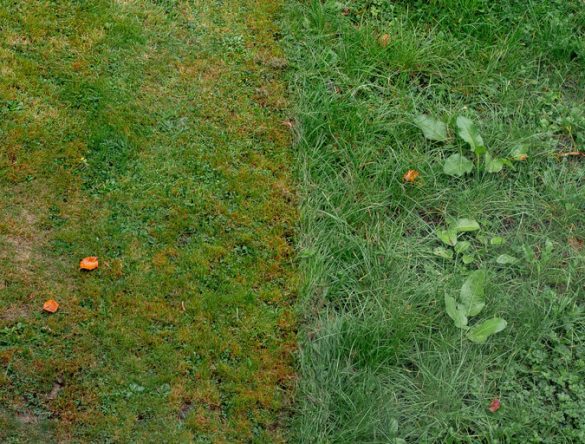 Neighbouring lawns in poor condition. Weeds.