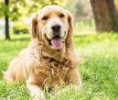 Portrait of beautiful Golden Retriever in the city park
