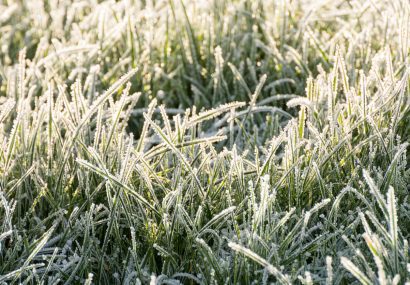 Close up of frozen grass
