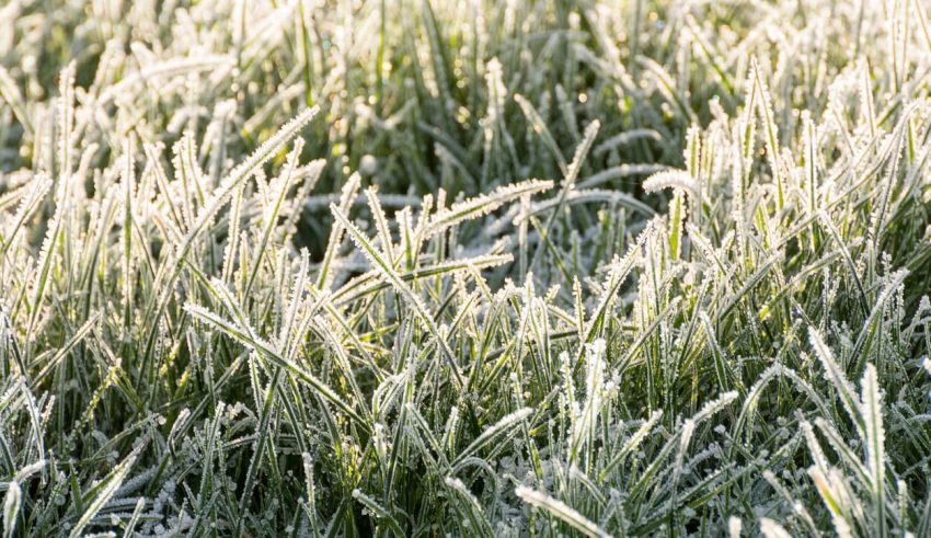 Close up of frozen grass